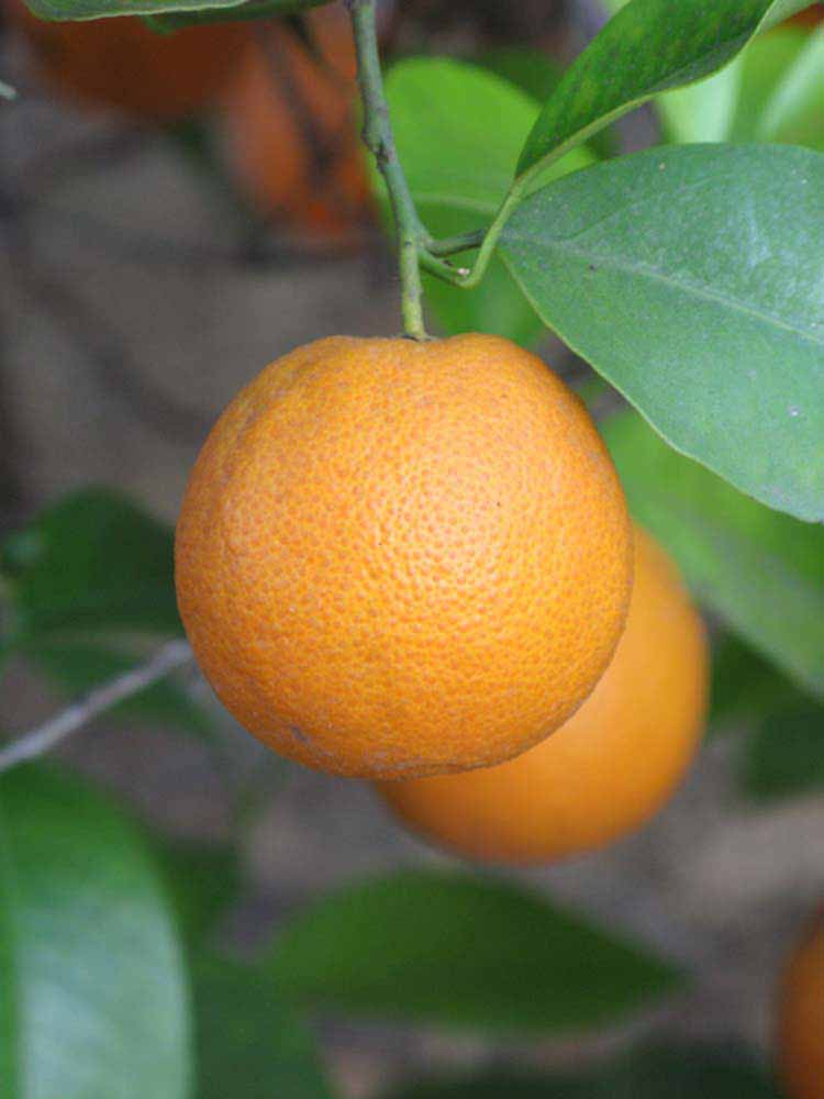            Fruit (Riverside, CA)   